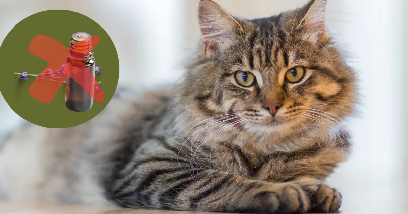 Les huiles essentielles dangereuses pour les chats
