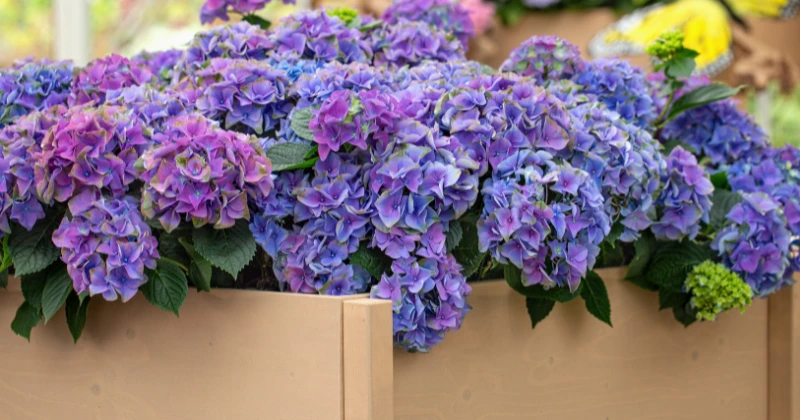 Types d’Hortensias
