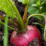 Légumes à Cultiver en Seaux en Octobre
