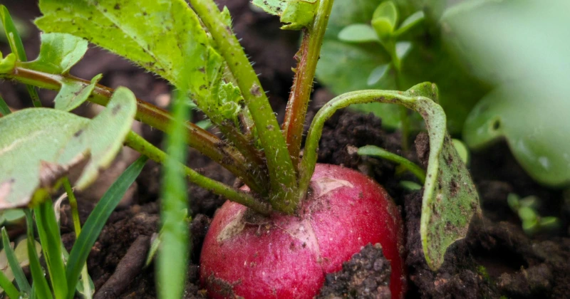 Légumes à Cultiver en Seaux en Octobre