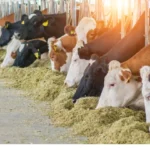 formuler une ration équilibrée pour les vaches laitières