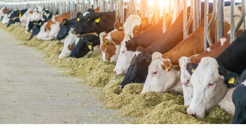 formuler une ration équilibrée pour les vaches laitières