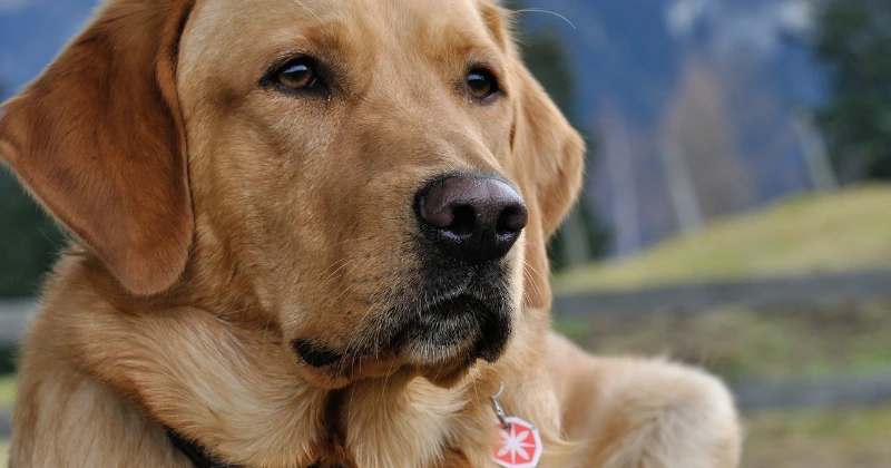 Hypoglycémie chez le Chien