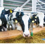 Les besoins nutritionnels des vaches laitières