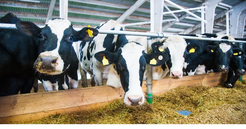 Les besoins nutritionnels des vaches laitières
