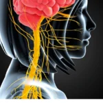 Les effets du stress sur le système nerveux