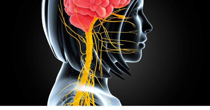Les effets du stress sur le système nerveux