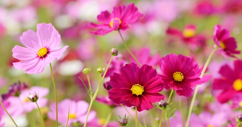 Plantes Compagnes à Cultiver avec les Cosmos
