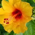 faire fleurir un hibiscus