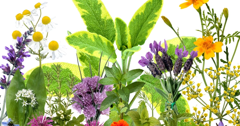 Plantes Méditerranéennes