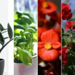 Plantes qui poussent avec l’eau de riz
