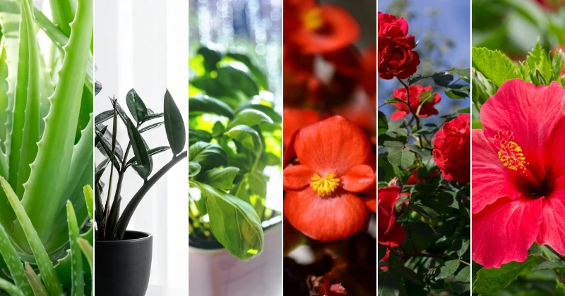 Plantes qui poussent avec l’eau de riz