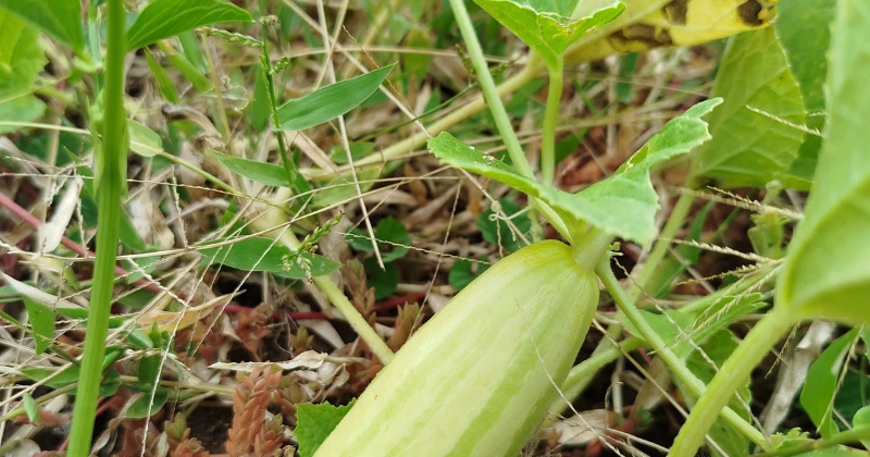Compagnons à Planter à Côté des Concombres