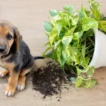 Plantes non toxiques pour chiens et chats