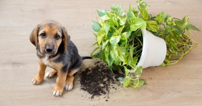 Plantes non toxiques pour chiens et chats
