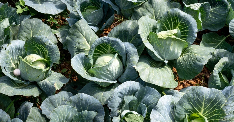 Légumes à Cultiver à l’Ombre