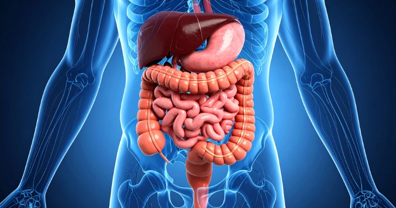 Problèmes de Digestion