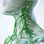 système immunitaire