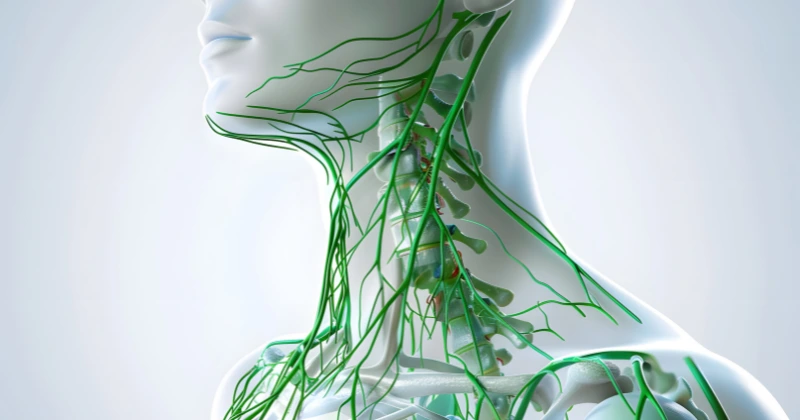 système immunitaire