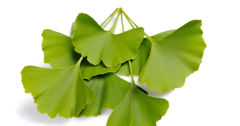 Les bienfaits du ginkgo biloba