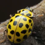 Comment les coccinelles survivent à l’hiver