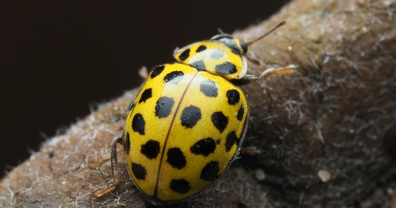 Comment les coccinelles survivent à l’hiver