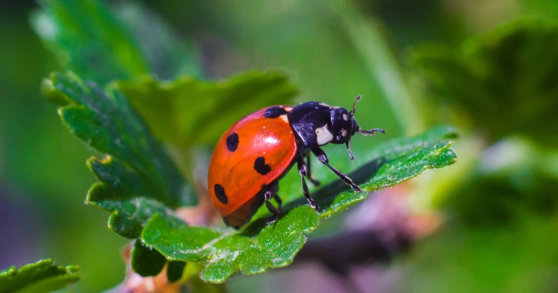 La migration des coccinelles