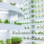 Culture hydroponique vs culture traditionnelle