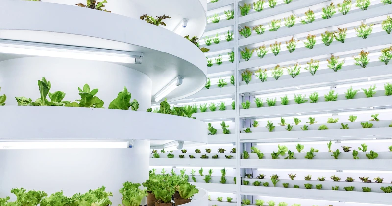 Culture hydroponique vs culture traditionnelle