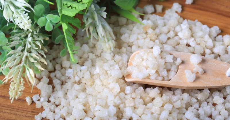 Plantes Qui Aiment le Sel d’Epsom