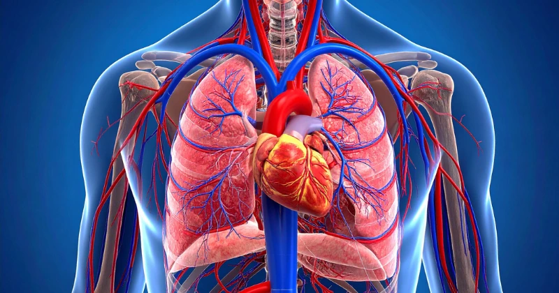 Les minéraux essentiels pour le corps humain