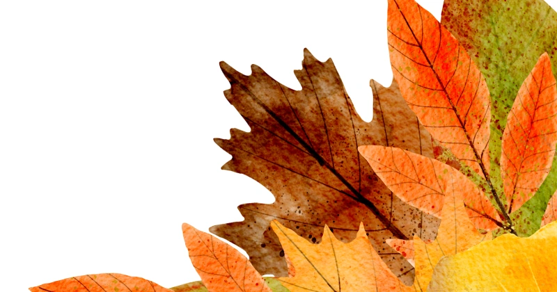 Feuilles d’Automne