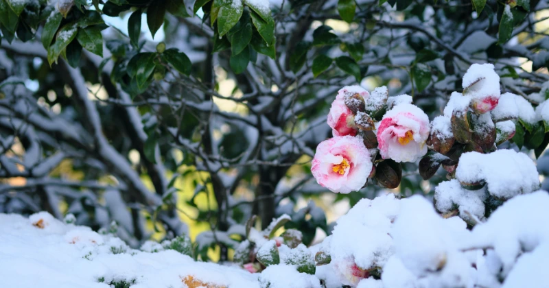 Fleurs qui résistent au froid